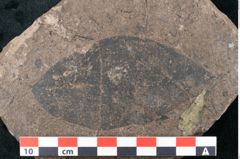 Foto (Detailansicht) von Ficus tenuinervis Ettingshausen (NHMW-GEO-2024-0188-7984)